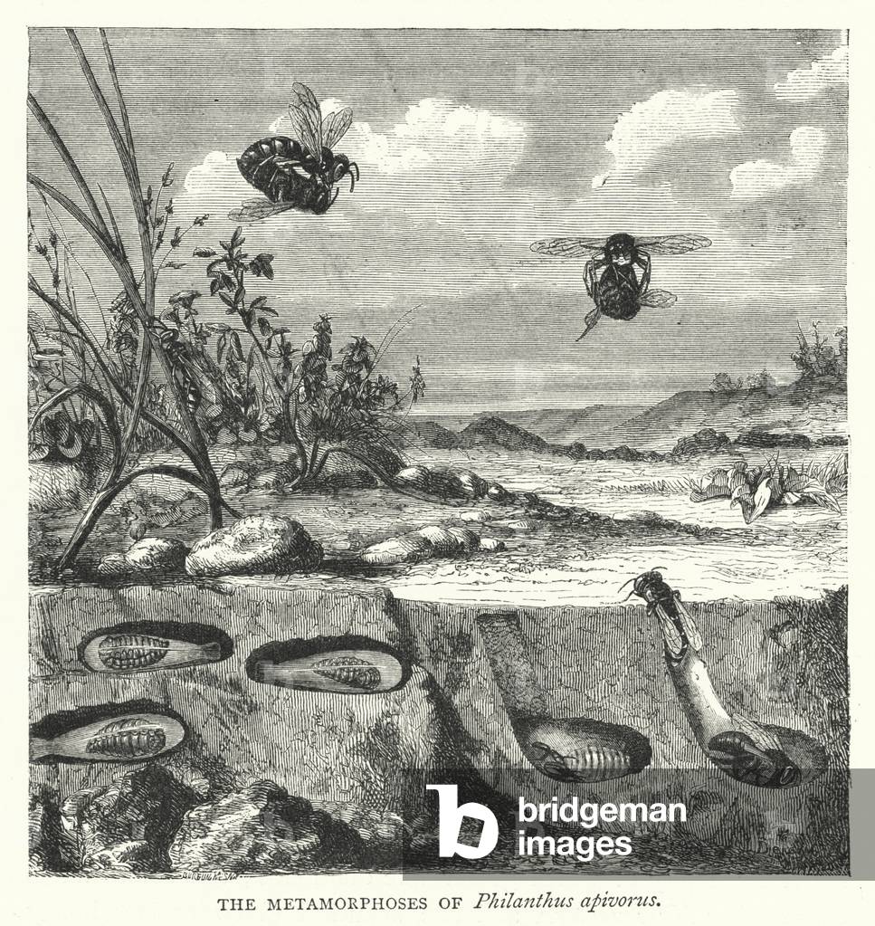 The Metamorphoses of Philanthus apivorus (engraving)