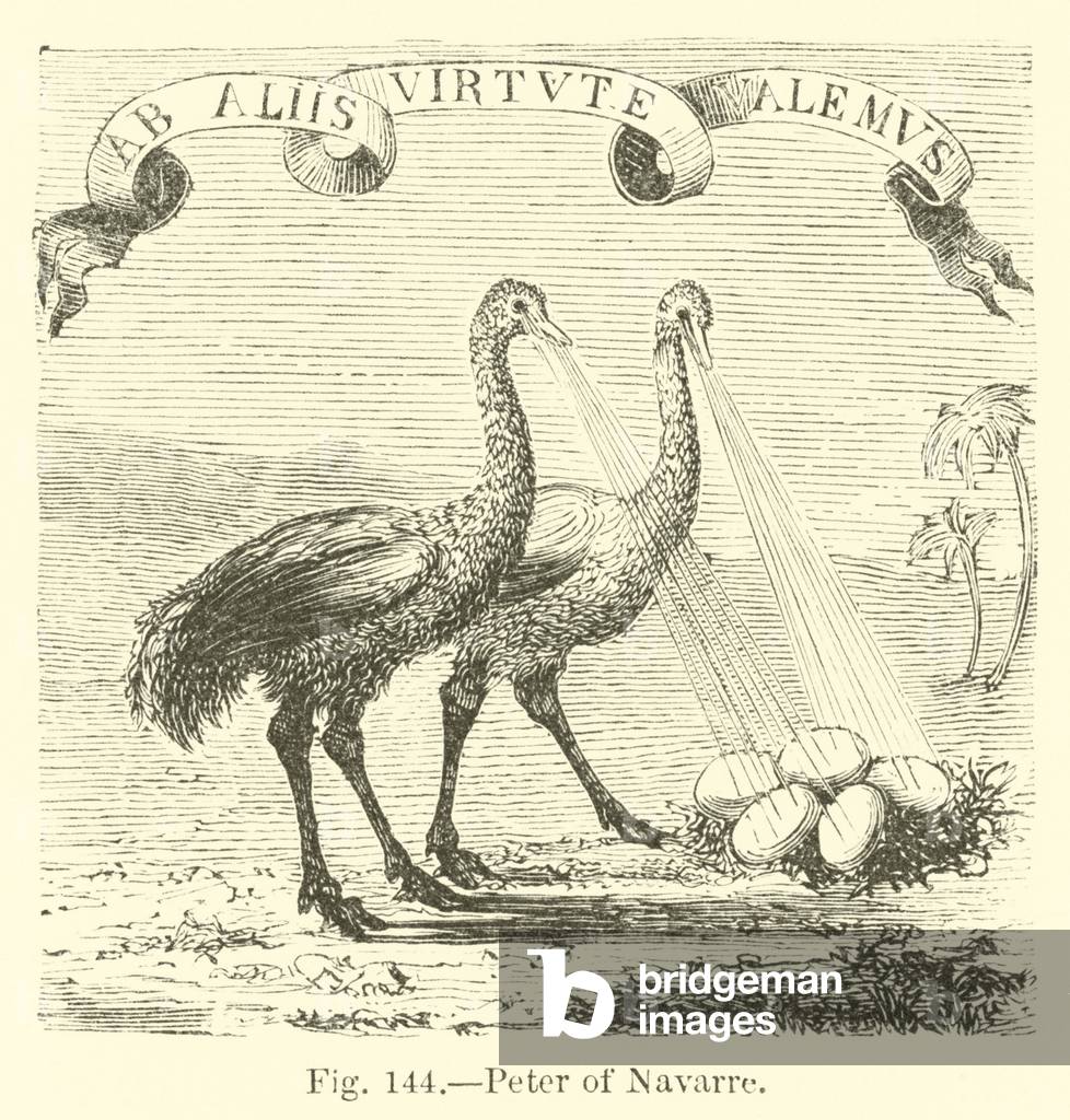 Peter of Navarre (engraving)