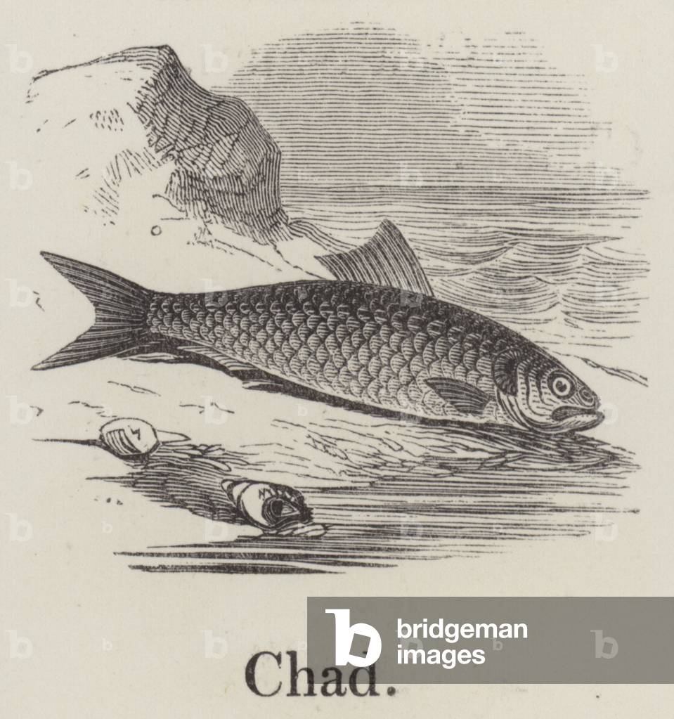 Chad (engraving)