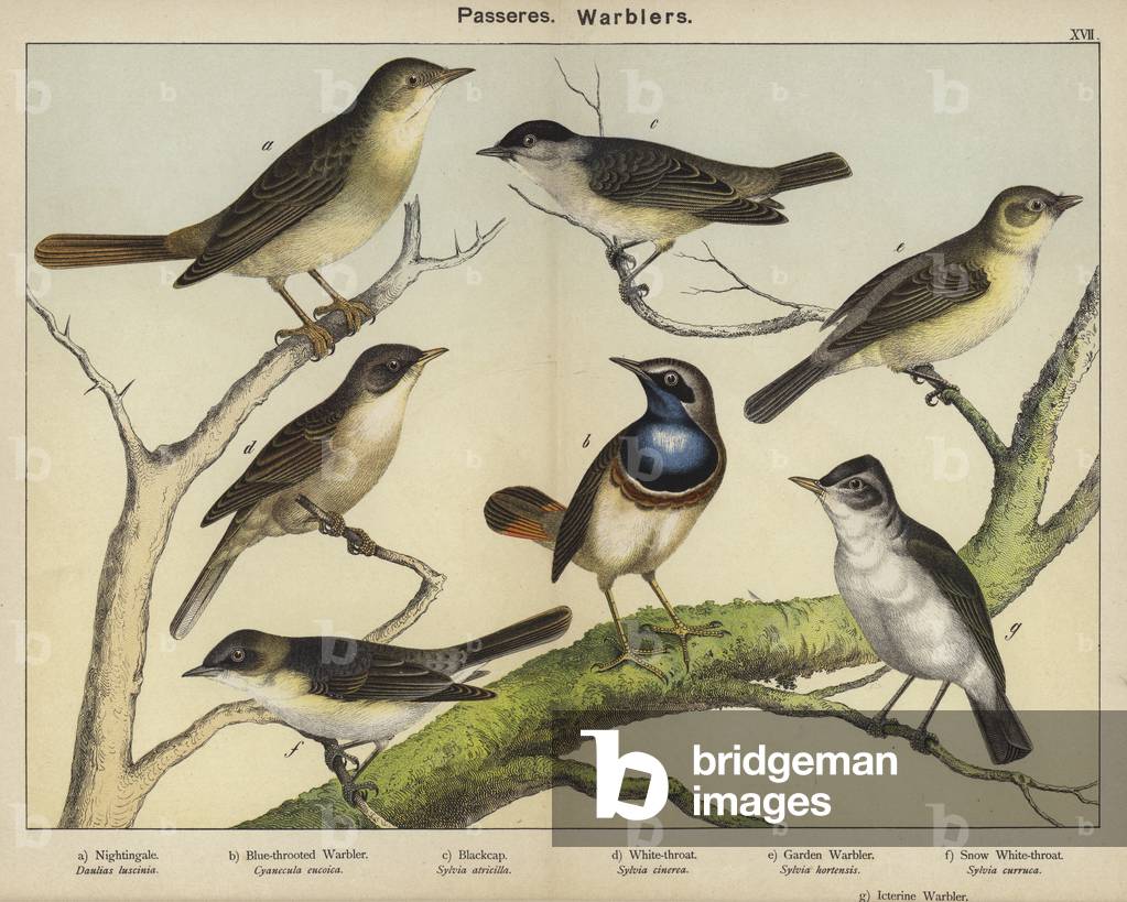 Passeres, Warblers (colour litho)