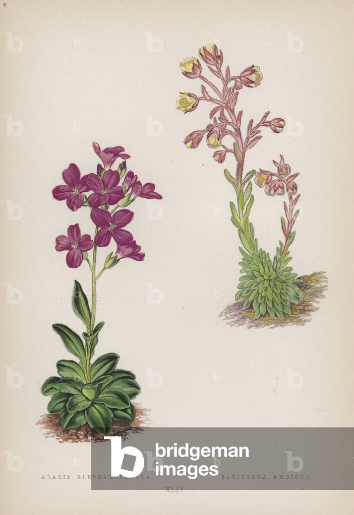 Arabis Blepharophylla; Saxifraga Ambigua (colour litho)