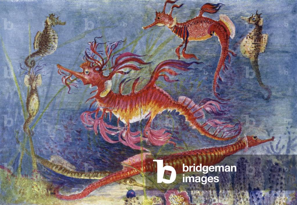 Sea Dragons (colour litho)