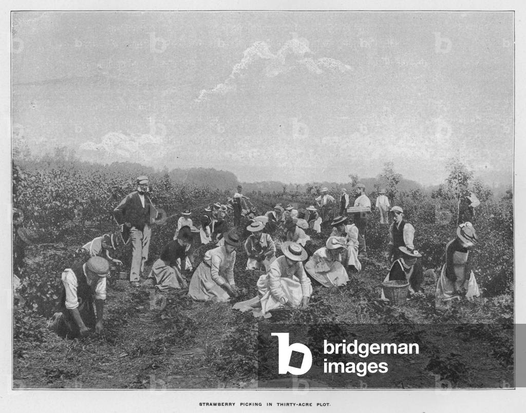 Whiteley's Farms: Strawberry picking in thirty acre plot (b/w photo)