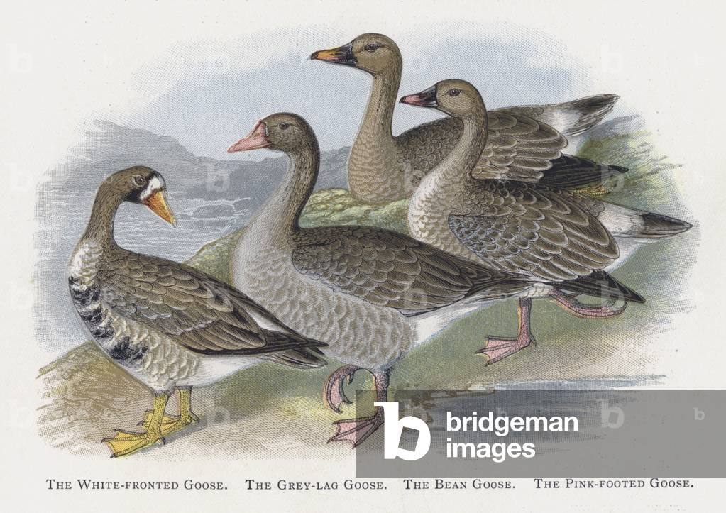The White-fronted Goose, The Grey-lag Goose, The Bean Goose, The Pink-footed Goose (chromolitho)