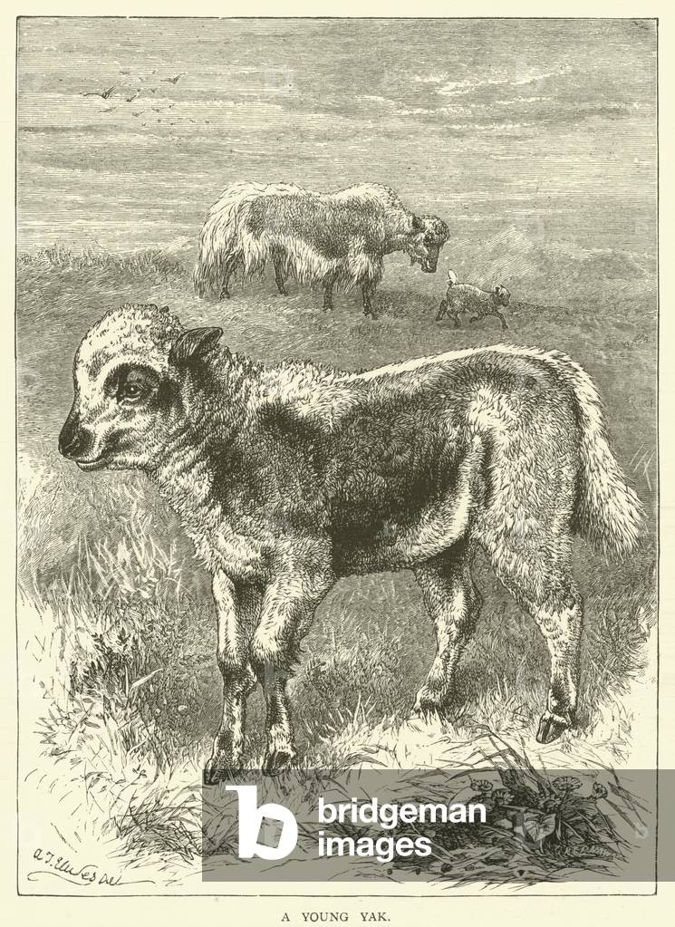 A young yak (engraving)