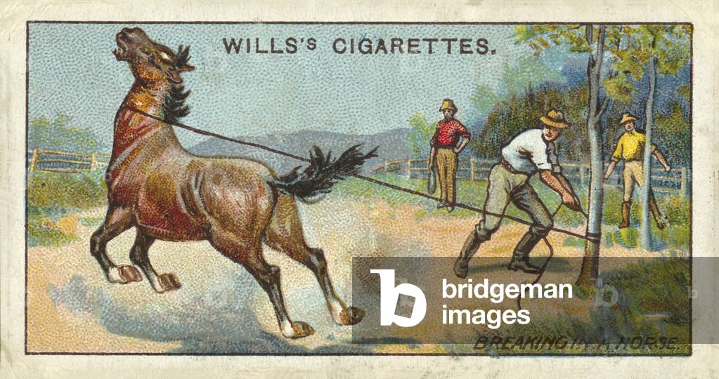 Australia, Breaking-in a Horse (chromolitho)