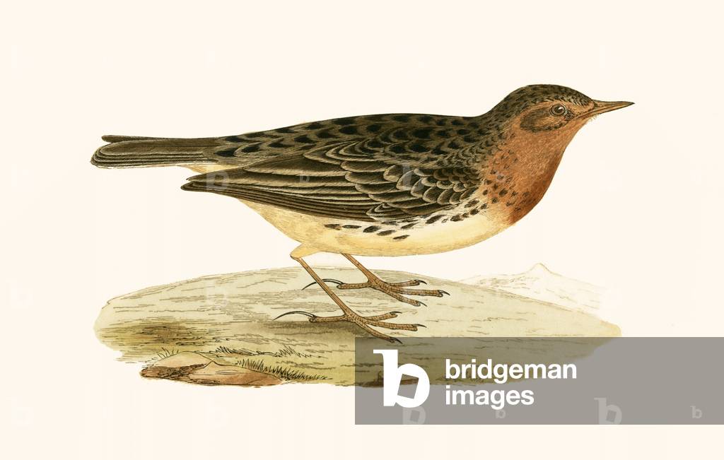 Red Throated Pipit 19th by English Artist, b/w