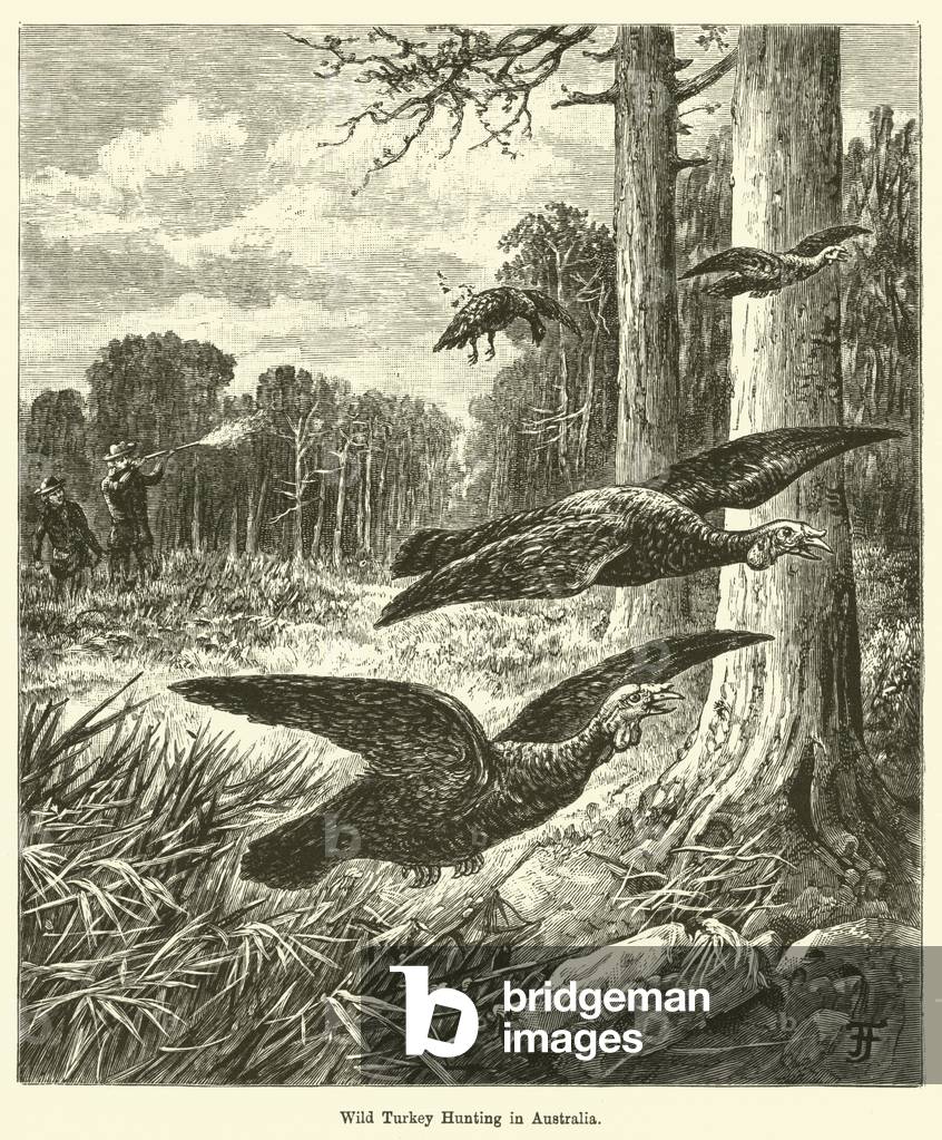 Wild Turkey Hunting in Australia (engraving)