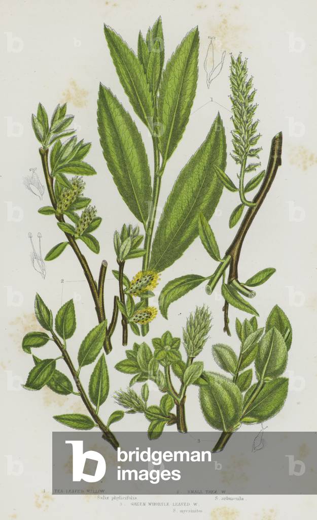 Flowering Plants of Great Britain: Tea Leaved Willow, Small Tree Willow, Green Whortle Leaved Willow (colour litho)