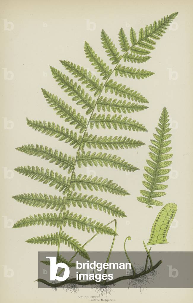 Marsh Fern (colour litho)