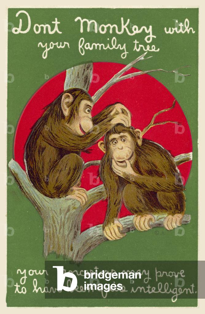 Ancestry: two monkeys in a tree (chromolitho)