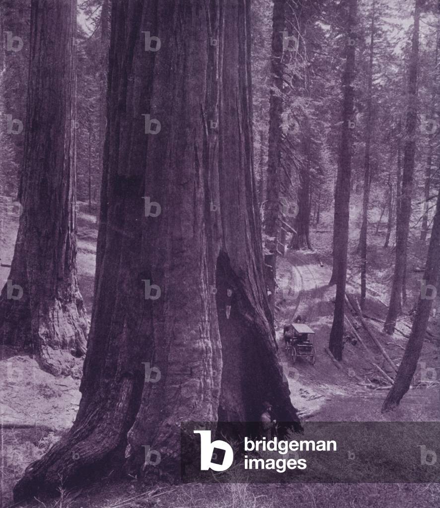 The Grizzly Giant, Mariposa Grove of big trees (b/w photo)