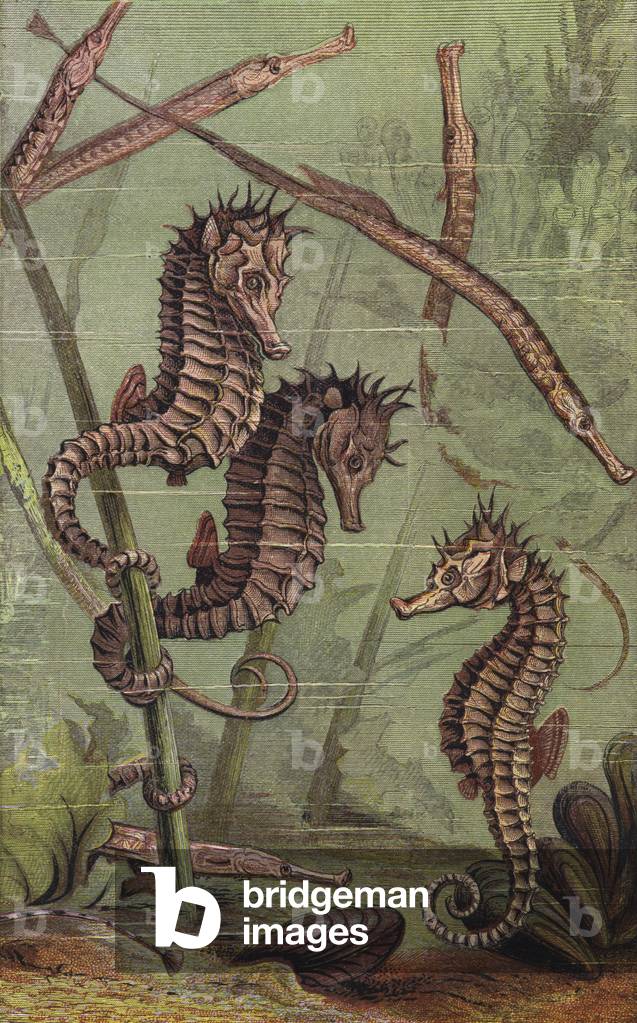 Sea-Horses and Pipe-Fish (colour litho)