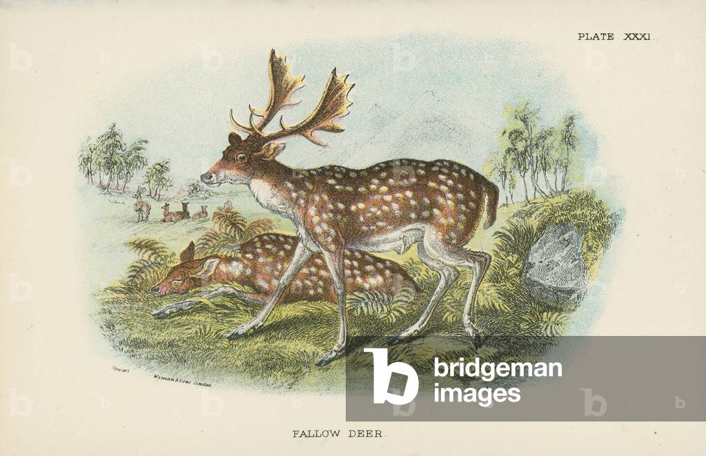 Fallow deer