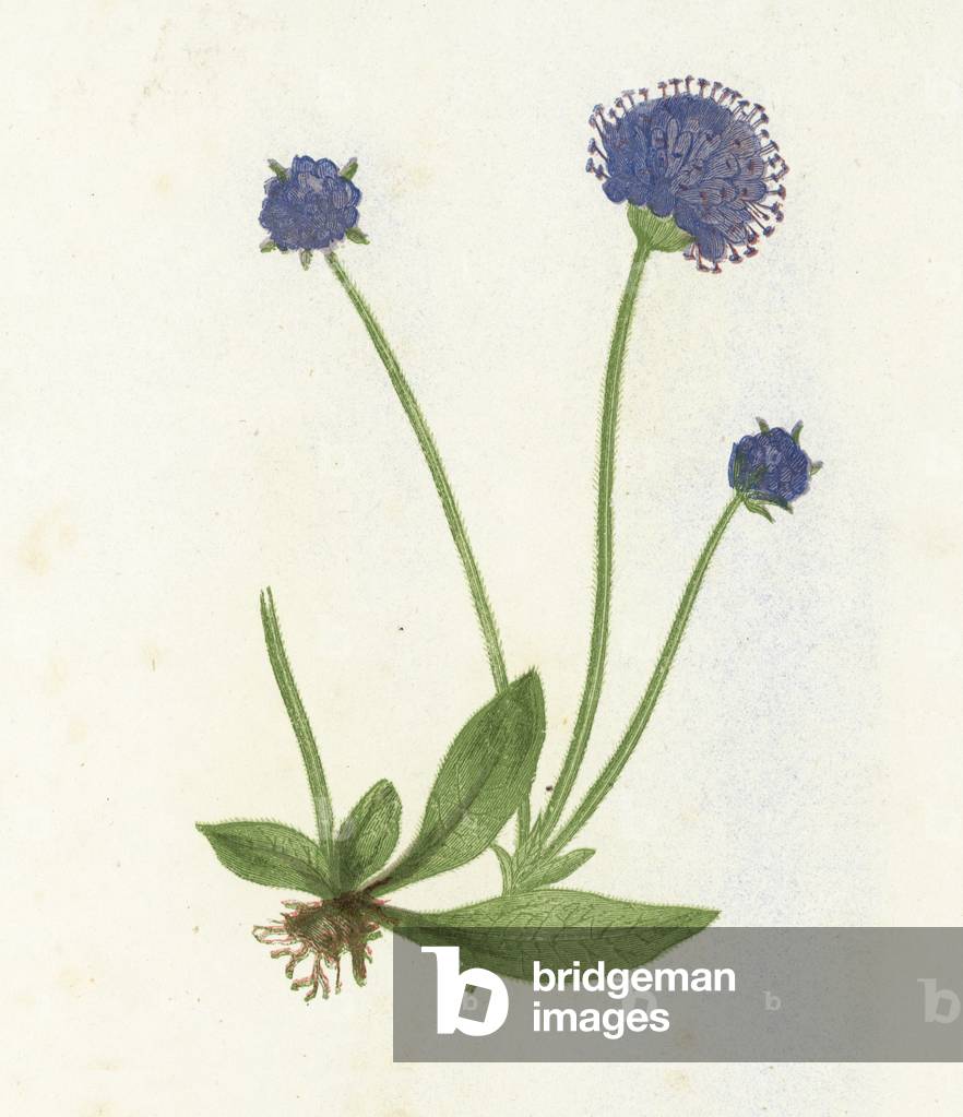 Premorse Scabious, Scabiosa Succisa (colour litho)