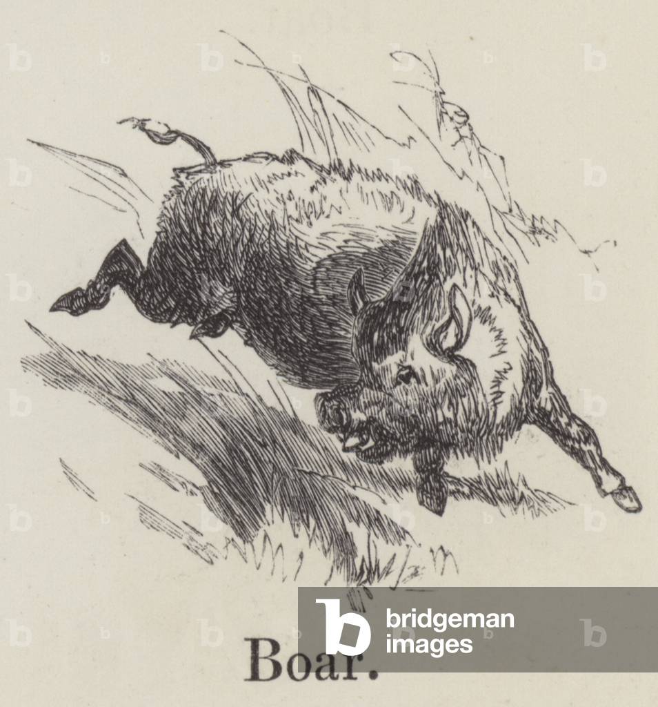 Boar (engraving)