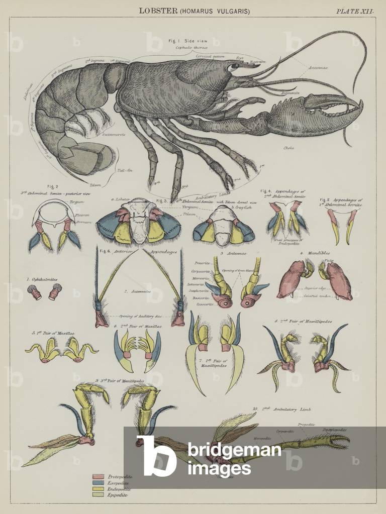 Lobster, Homarus Vulgaris (colour litho)