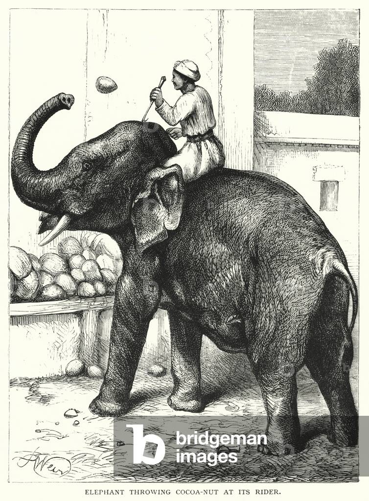 Elephant throwing Cocoa-Nut at its Rider (engraving)