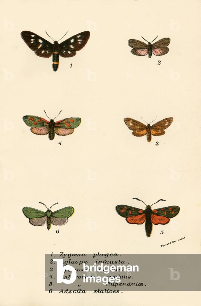 Butterflies