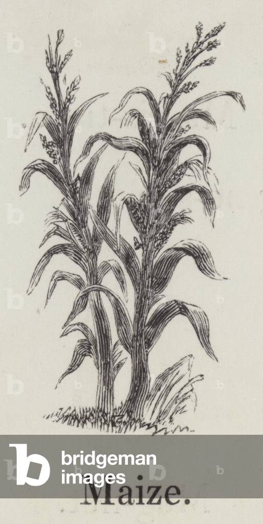 Maize (engraving)