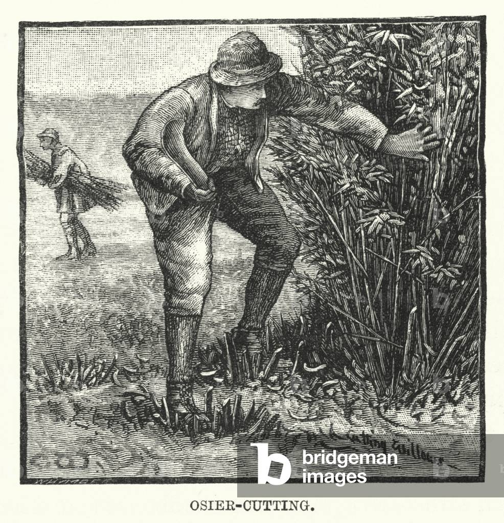 Osier-cutting (engraving)