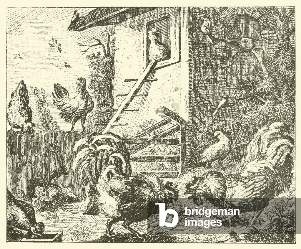 The partridge and the cocks (engraving)