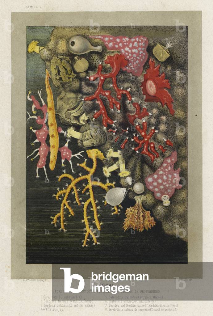Coral (chromolitho)