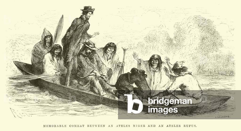 Memorable combat between an Ateles niger and an Ateles rufus (engraving)