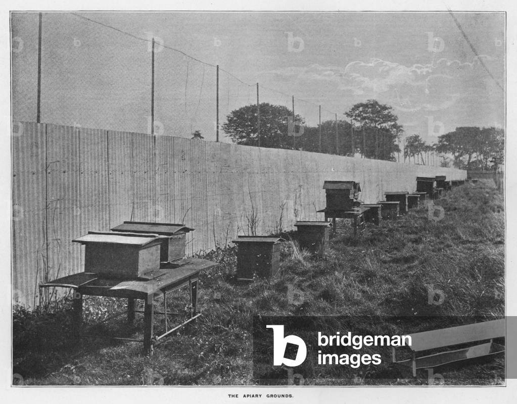 Whiteley's Farms: The apiary grounds (b/w photo)