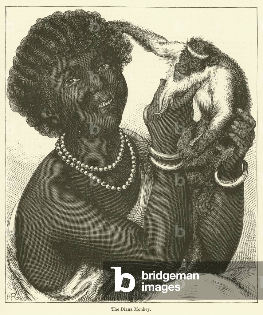 The Diana Monkey (engraving)
