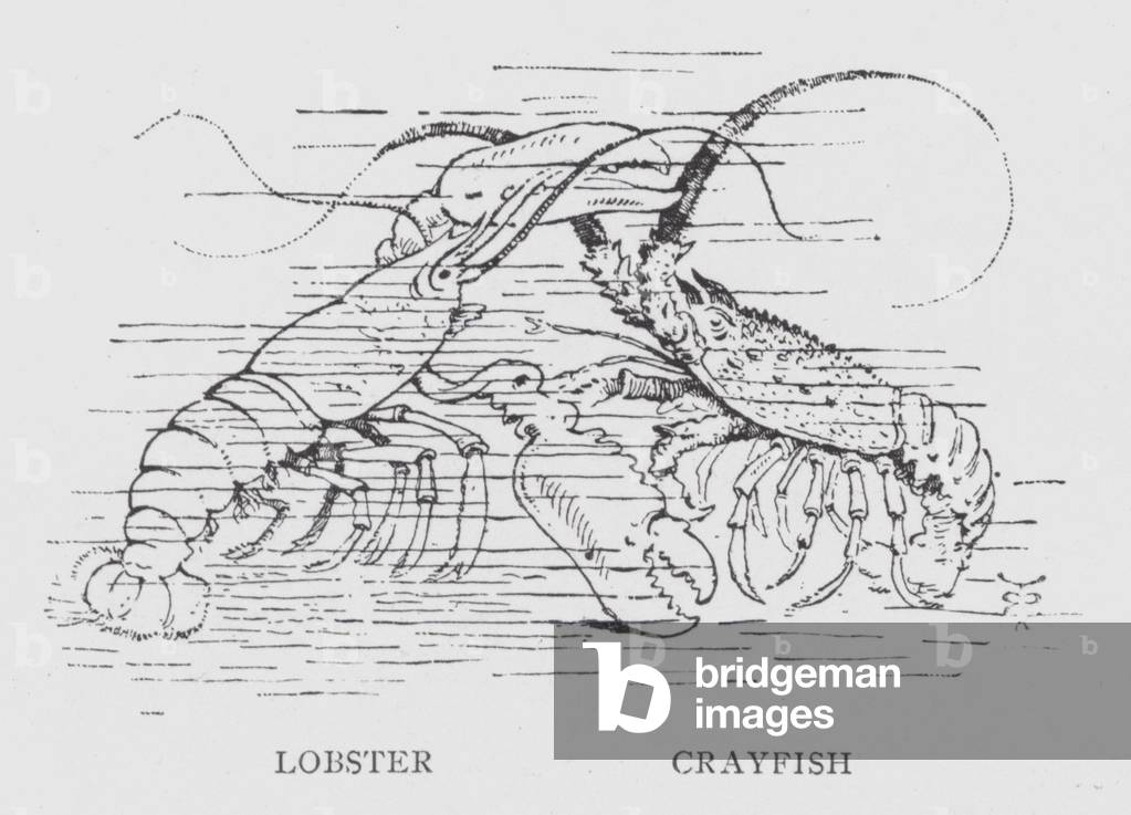Lobster; Crayfish (litho)