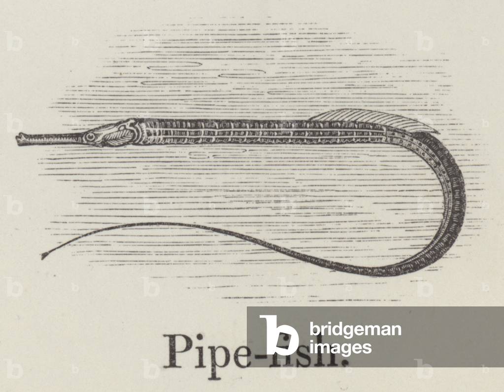 Pipefish (engraving)