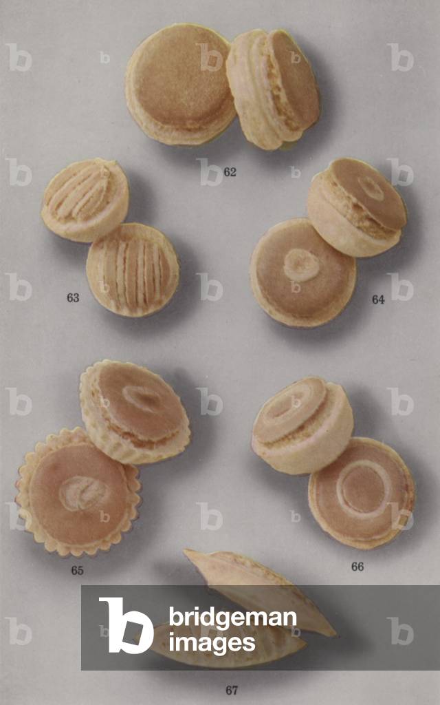 Illustration for marzipan brochure (colour photo)