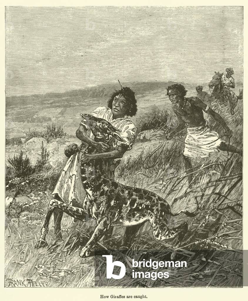 How Giraffes are caught (engraving)