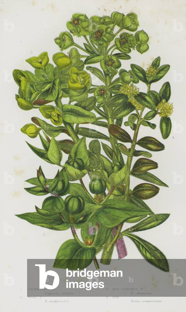 Flowering Plants of Great Britain: Caper Spurge, Wood Spurge, Red Shrubby Spurge, Box (colour litho)