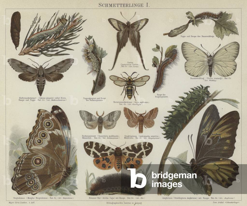 Butterflies and moths (colour litho)