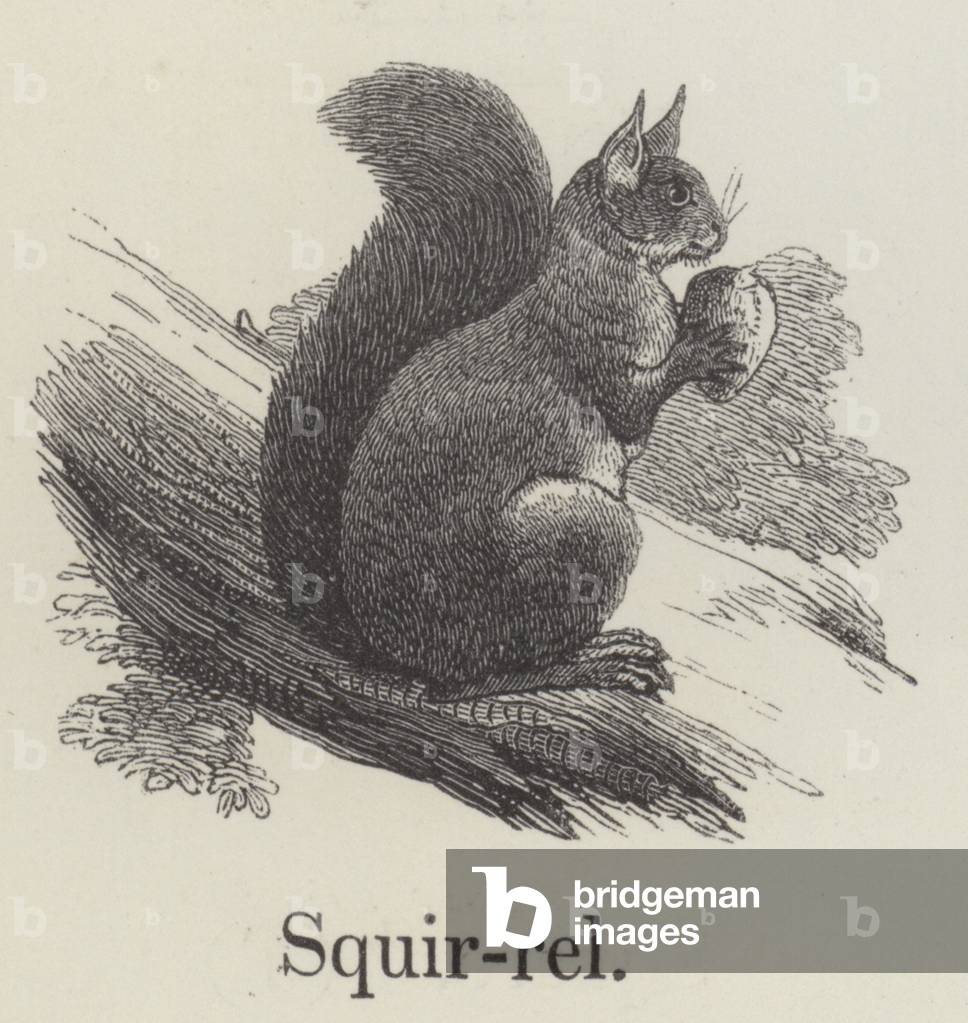 Squirrel (engraving)