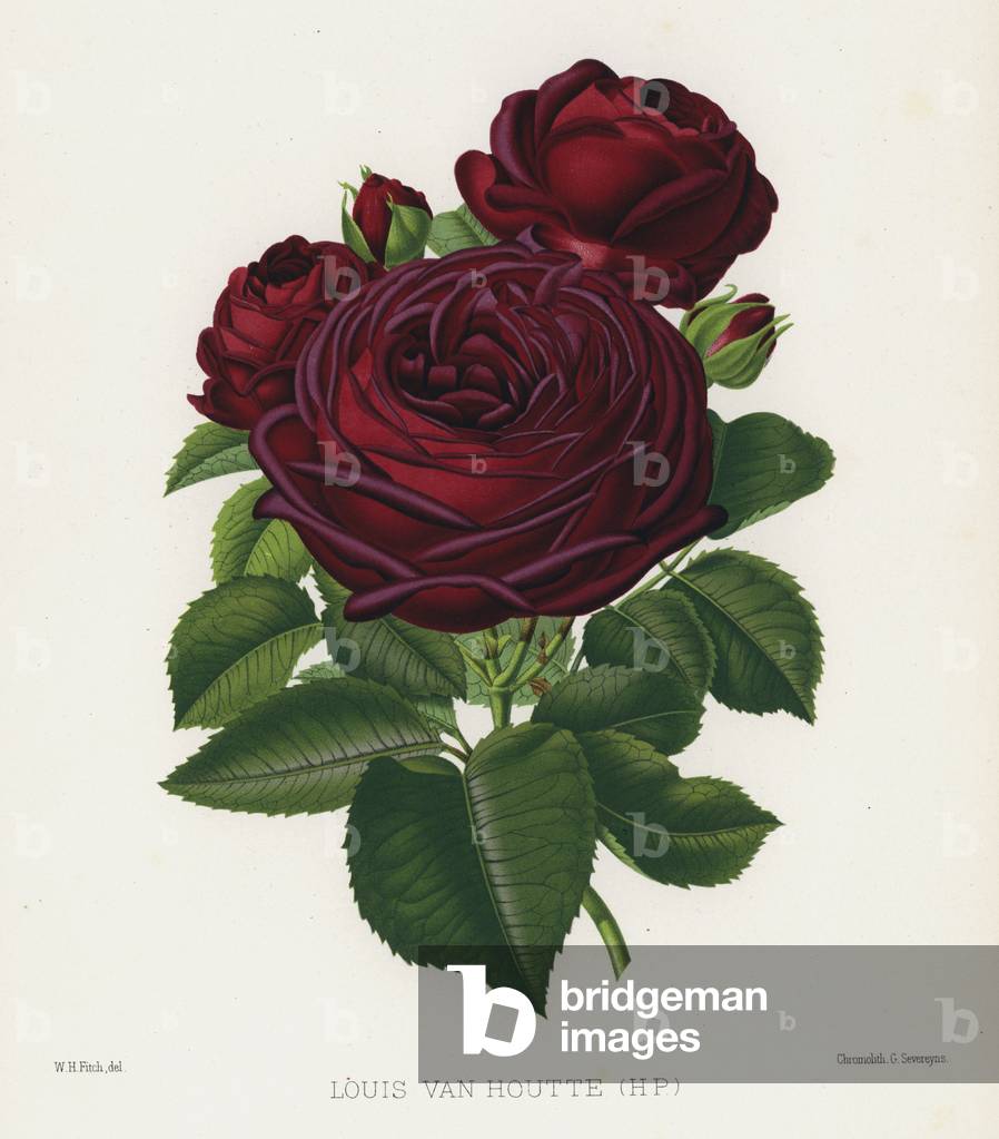 The Rose Garden: Louis Van Houtte, HP (chromolitho)