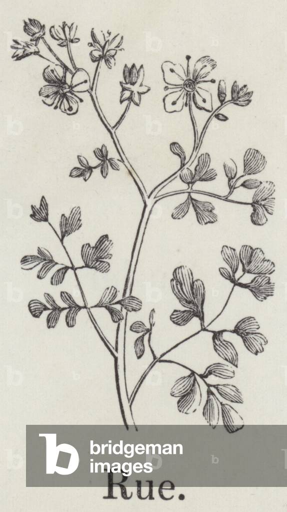Rue (engraving)