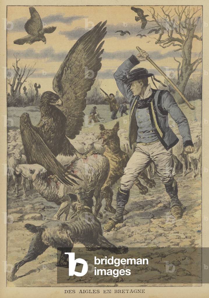 Eagles attacking a flock of sheep in Brittany (colour litho)