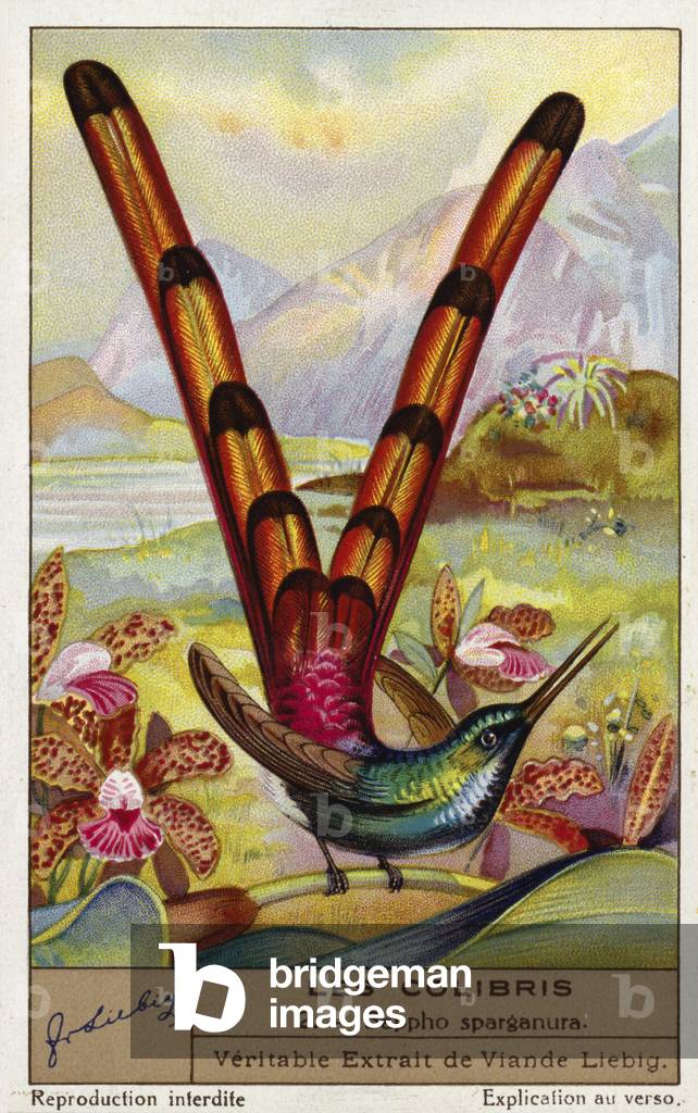 Red-tailed comet (Sappho sparganurus) (chromolitho)