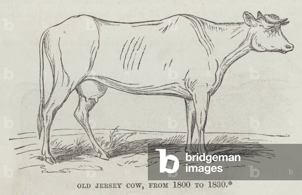 Old Jersey cow, from 1800 to 1830 (engraving)