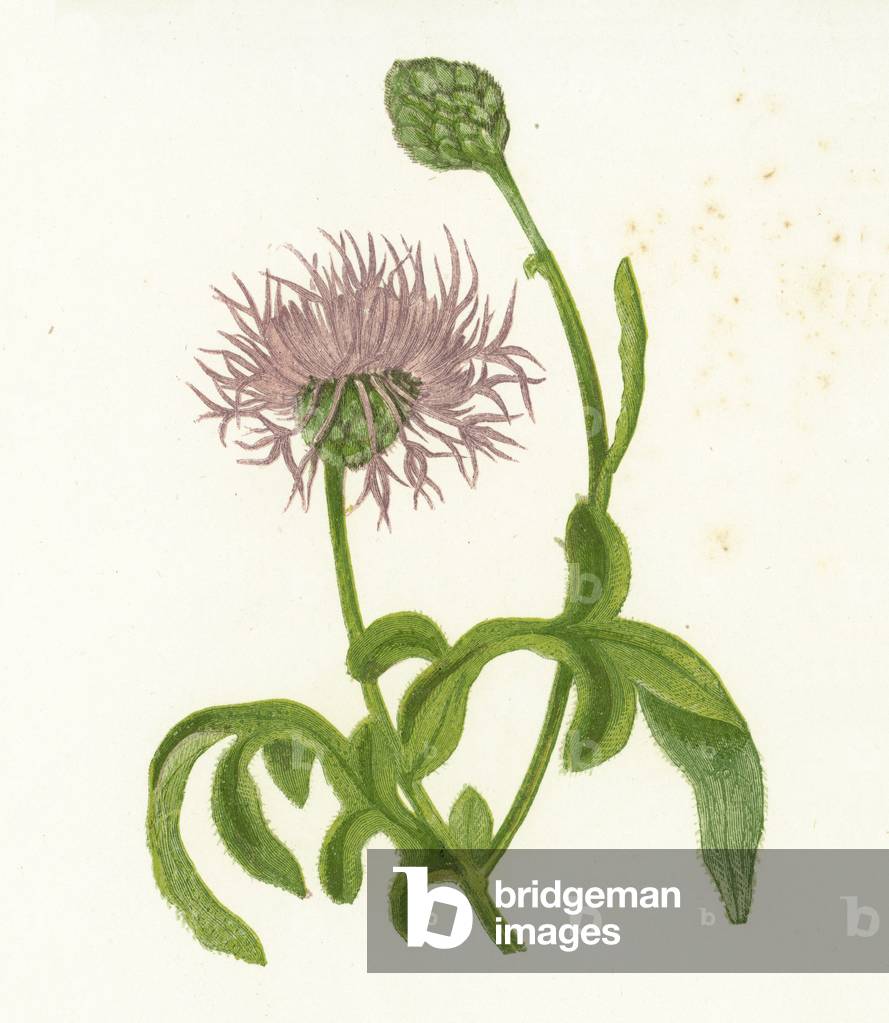 Greater Knapweed, Centaurea Scabiosa (colour litho)