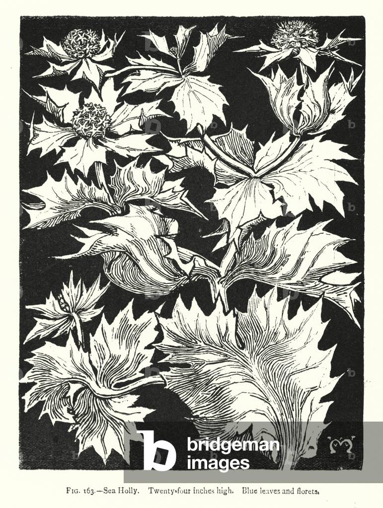 Sea Holly; Twenty-four inches high; Blue leaves and florets (engraving)