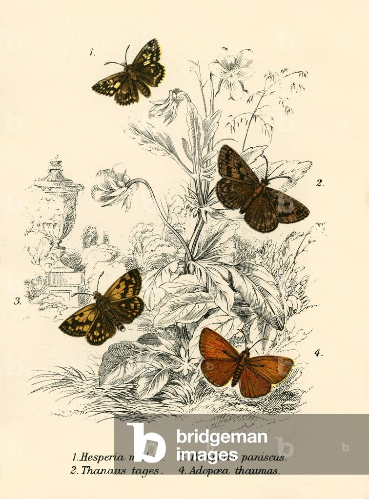 Butterflies