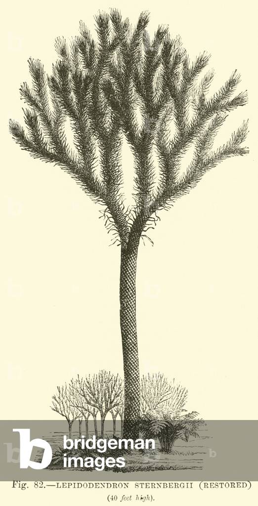Lepidodendron Sternbergh, restored (engraving)