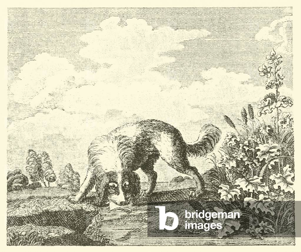 The dog and the shadow (engraving)