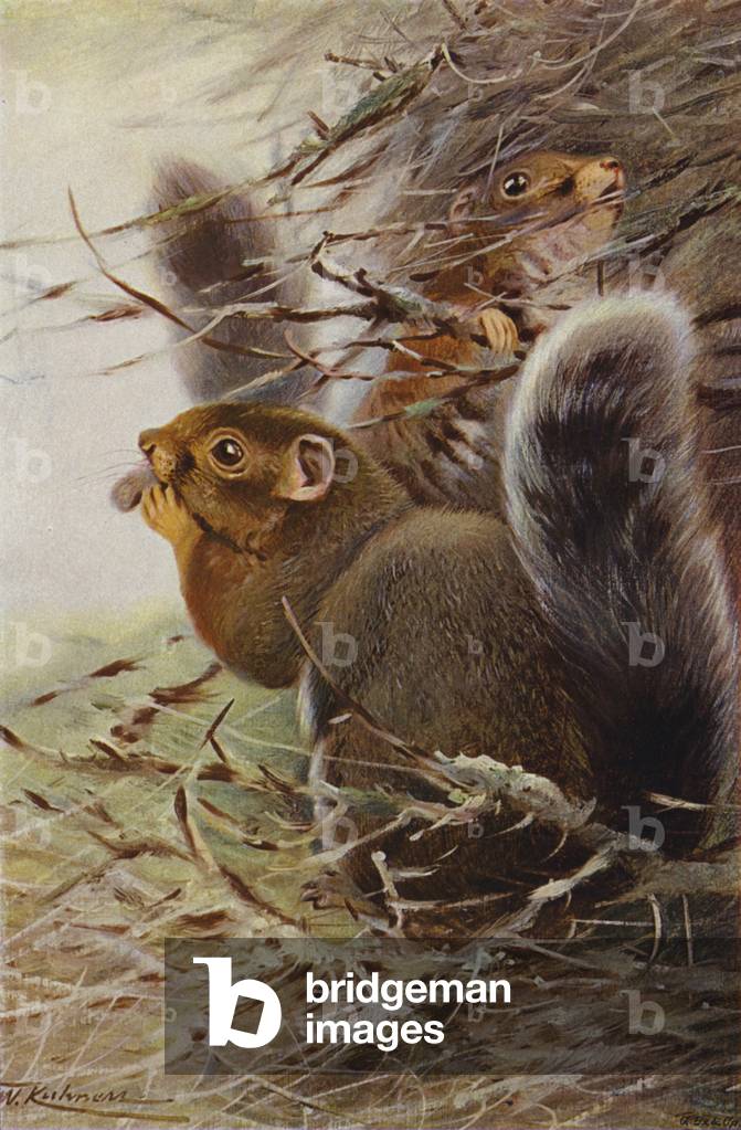 St Paul Squirrel (colour litho)