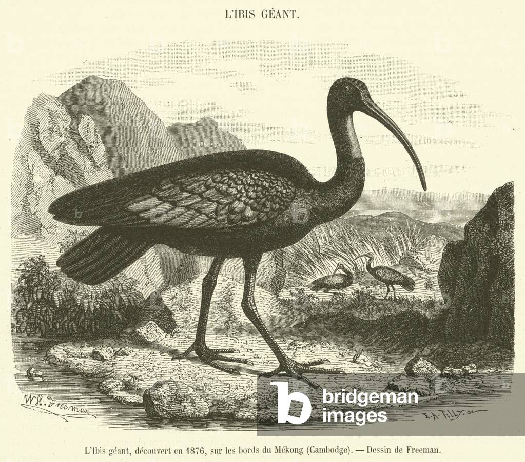 L'Ibis geant, decouvert en 1876, sur les bords du Mekong, Cambodge (engraving)