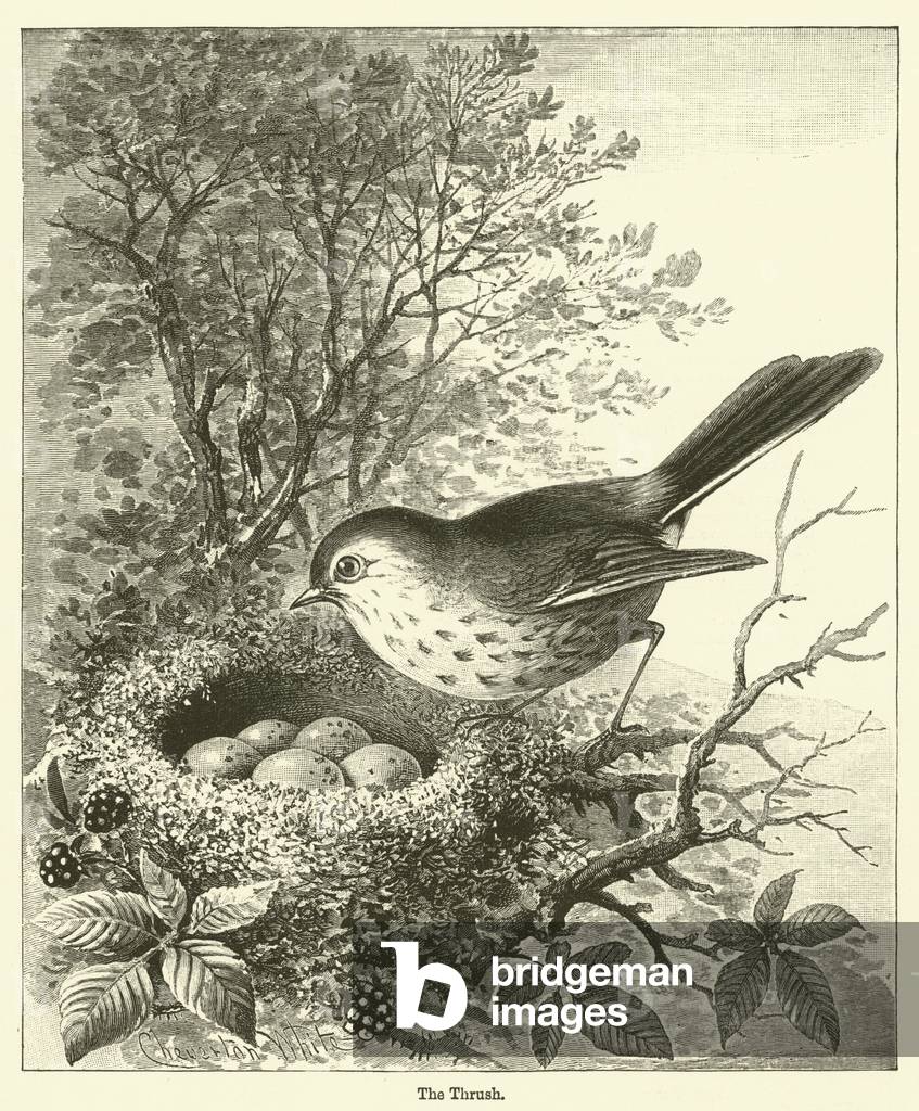 The Thrush (engraving)